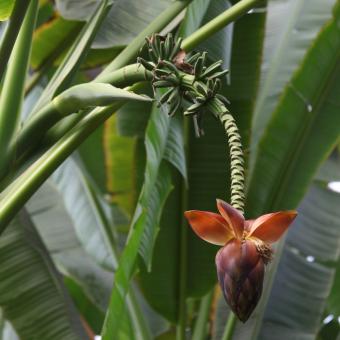 Young banana fruits forming above a purple inflorescence